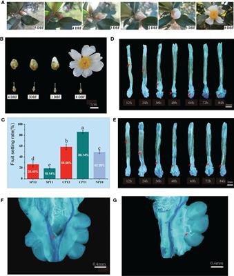 Gene coexpression analysis reveals key pathways and hub genes related to late-acting self-incompatibility in Camellia oleifera
